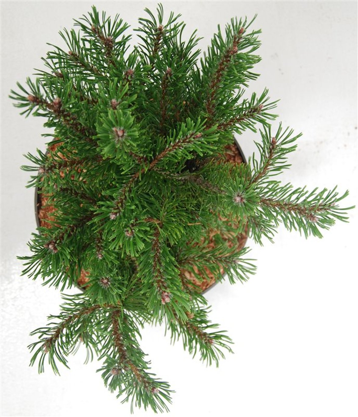 Pinus mugo 'Klosters Grun' - C5 30-35 CM